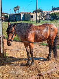 Cavallo adatto a tutti