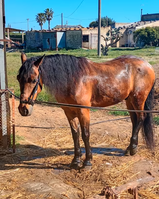 Cavallo adatto a tutti