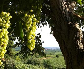 Rustico casale in via Monti 31 a Soave