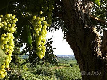 Rustico casale in via Monti 31 a Soave