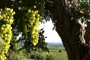Rustico casale in via Monti 31 a Soave