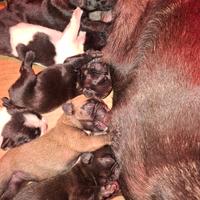 Cuccioli Bulldog Francese