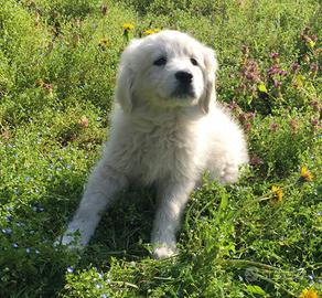 Cucciolo Pastore Maremmano