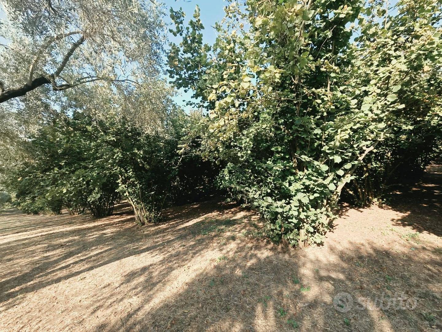 Terreno Agricolo - Caprarola - Vista 5