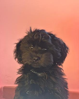 Maltipoo per monta