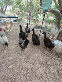 papere e galline ornamentali
