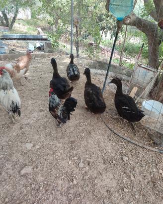 papere e galline ornamentali
