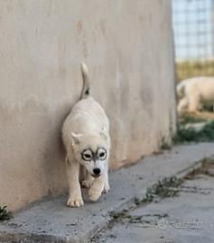 Cuccioli di Siberian Husky