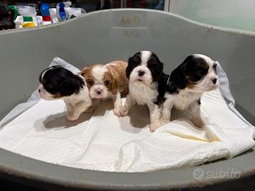 Cavalier king