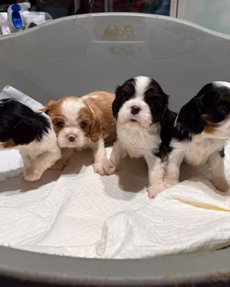 Cavalier king