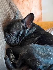 Bulldog francese per monta