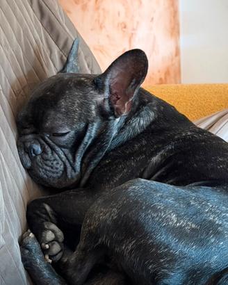 Bulldog francese per monta