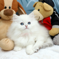 Gattina British Longhair meravigliosa scottish