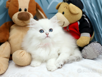 Gattina British Longhair meravigliosa scottish