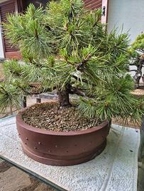 Bonsai 
