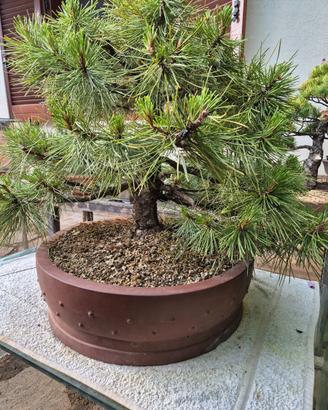 Bonsai 