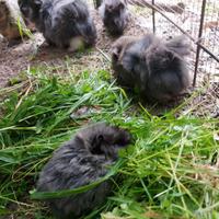 Cavie (maialini d'india)