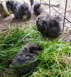 Cavie (maialini d'india)