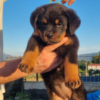 Cucciola di rottweiler