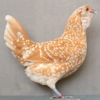 Galline civett a olandese barbuta