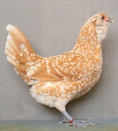 Galline civett a olandese barbuta