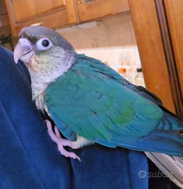 Pyrrhura Molinae allevati