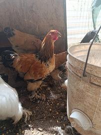 Disponibili coppie brahma nana
