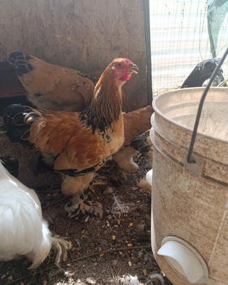 Disponibili coppie brahma nana
