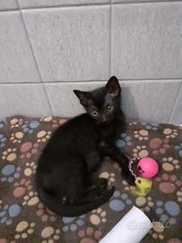 Micro gattino 2 mesi