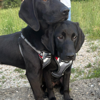 Cucciole di segugio