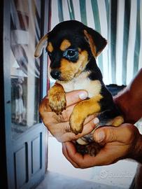 Cuccioli di princery