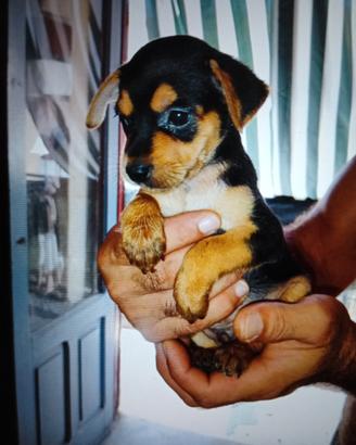 Cuccioli di princery