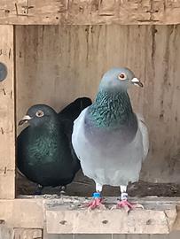 Colombi viaggiatori Produrori