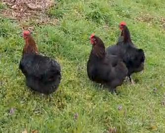 Coppia di galline Marans