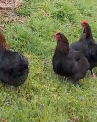 Coppia di galline Marans