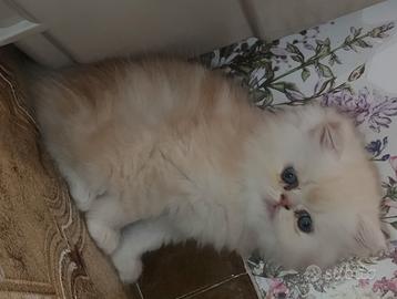 Persiano ipertipico cream maschietto
