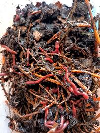 50 Lombrichi rossi californiani/eisenia fetida 10€