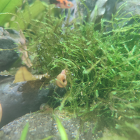Lumache per acquario dolce