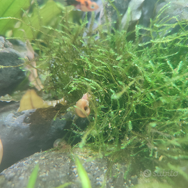 Lumache per acquario dolce