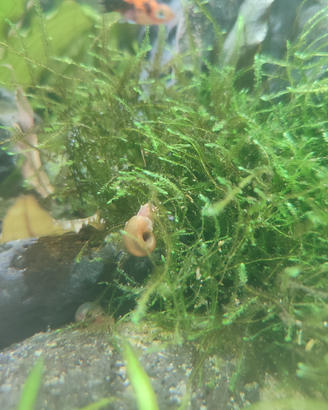 Lumache per acquario dolce