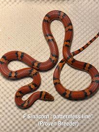 Coppia Lampropeltis Honduras