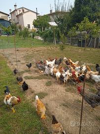 Galli e galline (coppie)