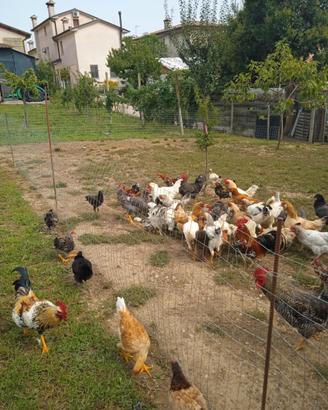 Galli e galline (coppie)