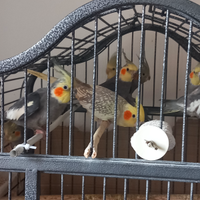 Belli uccelli in salute