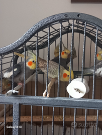 Belli uccelli in salute