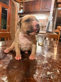 Cucciolo pitbull fawn - genitori con pedigree