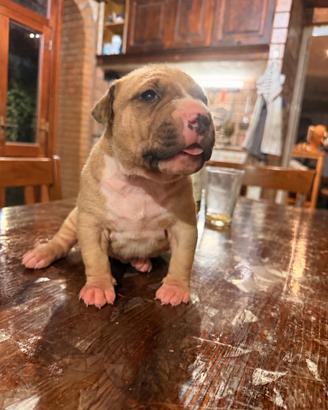 Cucciolo pitbull fawn - genitori con pedigree