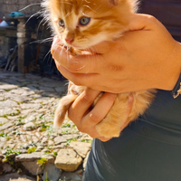 Gattini rossi maschi