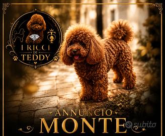 Barboncino Toy per monte