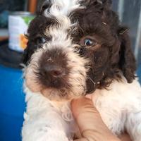 Lagotto Romagnolo con Pedigree ROI